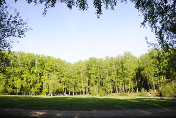 birch forest