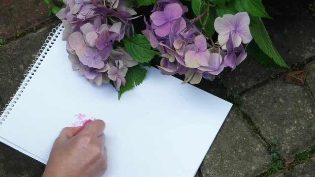 Young girl paints a hydrangea flower in the garden