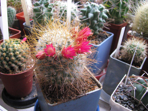 Mammillaria Magnifica" Images  Browse 10 Stock Photos, Vectors, and Video  | Adobe Stock
