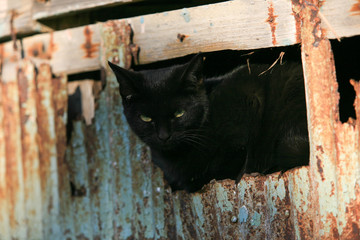 猫島の野良猫たちの生活
