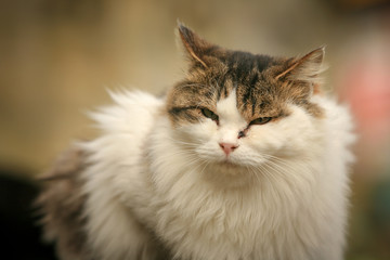 Obraz premium 猫島の野良猫たちの生活