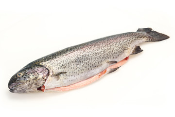 Raw trout fish isolated on white