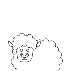 cute little sheep animal farm