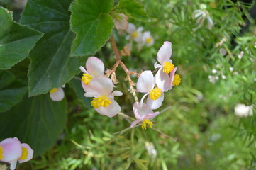 Little white Begonias in the garden