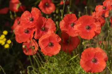 Photo of blooming beautiful red poppies flowers in summer sunny day. Concepts of beauty of nature. After World War I as a symbol of dead soldiers. Natural light