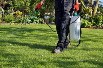 spraying pesticide with portable sprayer to eradicate garden weeds in the lawn. weedicide spray on...