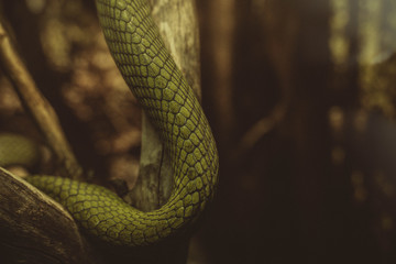  snake skin 2