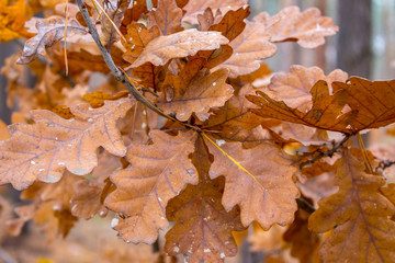 Oak branch with dry brown leaves. Golden leaves in oak forest. Autumn nature concept. Fall concept. October nature closeup. Orange leaves on the tree.