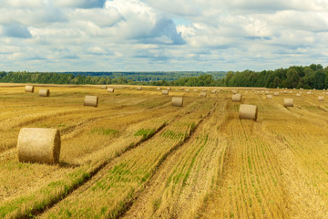 Wheatfield and haystacks of wheat of yellow color during harvest.