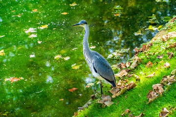 Fototapeta premium Wildlife an der Königsallee: junger Reiher am Stadtgraben Düsseldorf