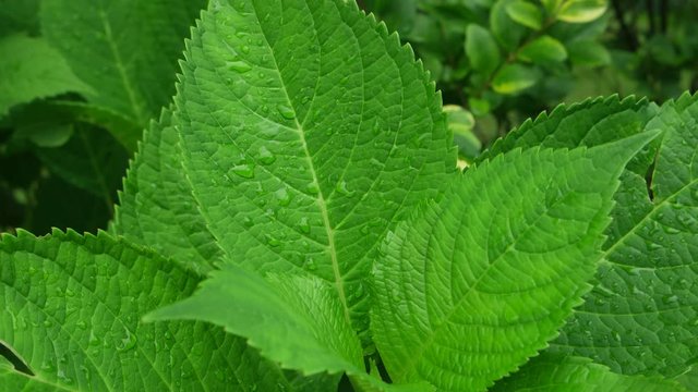 Bright green leaves of hydrangea sway in the wind on a summer day, background