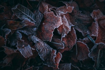Frozen Autumn leaves