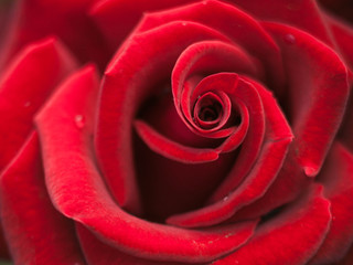 Red rose close up. Beautiful flower in the garden. Background with red rose