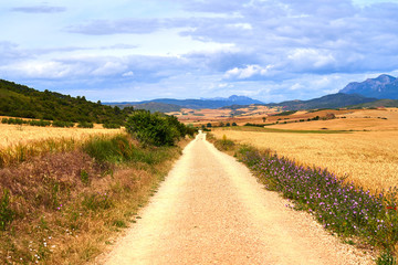 Fototapeta na wymiar Scenery of the Camino de Santiago in Spain, peaceful countryside path in a beautiful summer day. The path reaches the horizon