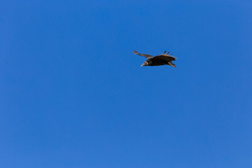 Obraz premium Free bird flying