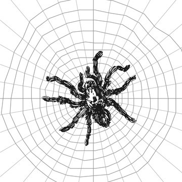 Spider sketch vector set of illustration. Hand drawn style picture.