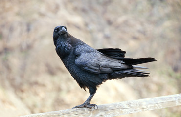 Black Crown Corvus Corax Watching