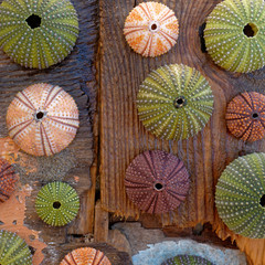collection of colorful sea urchin shells on wet weathered by the sea wood planks