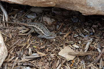 Desert Lizard Blending into Background in Arizona