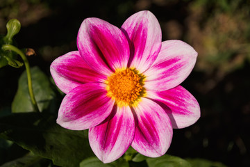 Fototapeta premium Flowers Dahlia 