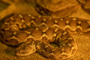 snake 2