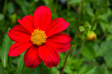 Flowers Dahlia 