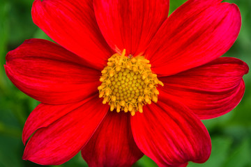 Flowers Dahlia "Jolly Fellows". Red flower dahlia. Flowers closeup. Selective focus.