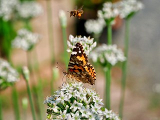 Painted Lady Butterfly 