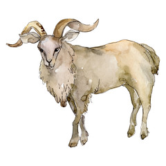 Goat fafm animal isolated. Watercolor background illustration set. Isolated animal illustration element.