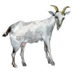 Goat fafm animal isolated. Watercolor background illustration set. Isolated animal illustration element.