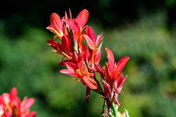 Fototapeta na wymiar Red flowers of Canna indica, commonly known as Indian shot, African arrowroot, edible canna, purple arrowroot or Sierra Leone arrowroot, in soft focus, in a garden in a sunny summer day