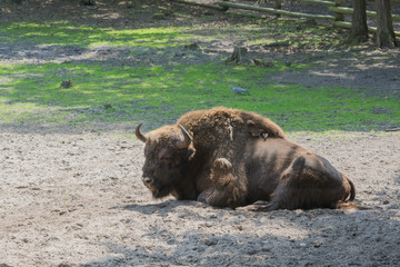 Żubry, Zagroda pokazowa, Woliński Park Narodowy, Międzyzdroje © Konrad Kerker