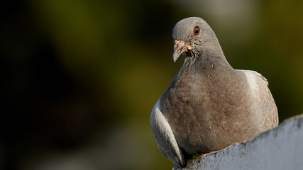 Stock Dove Columba oenas Head Shot