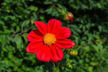 Flowers Dahlia 