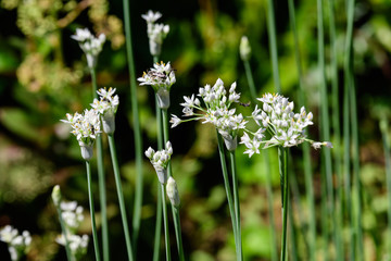 Delicate white flowers of  Allium tuberosum plant, commonly known as garlic chives, Oriental garlic, Asian chives, Chinese chives, Chinese leek, in a sunny summer garden