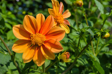 Flowers Dahlia 