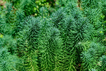 Green leaves of  Euphorbia cyparissias plant, commonly known as  cypress spurge, in a sunny summer garden