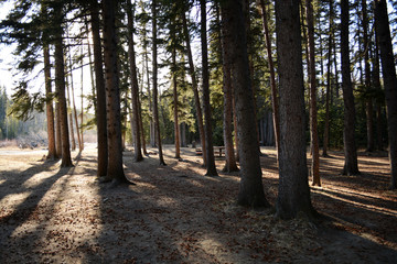 Grove of trees with interesting light and shadows