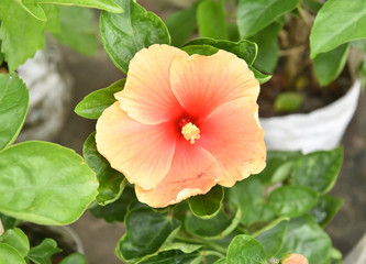 Obraz premium Beautiful Cream Colored China Rose - Hibiscus