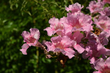 Small pink flowers in front of a bush background