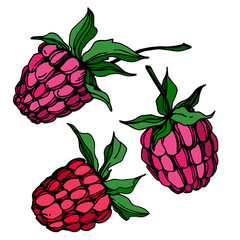 Vector Raspberry healthy food fresh berry isolated element. Black and white engraved ink art.