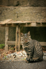 Naklejka na ściany i meble 猫島の野良猫たちの生活