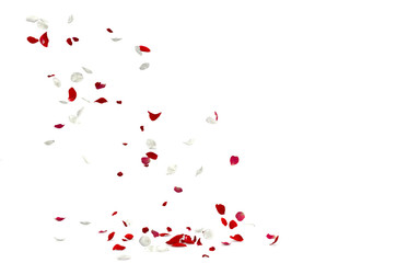 Red and white rose petals fall to the floor. 3D illustration