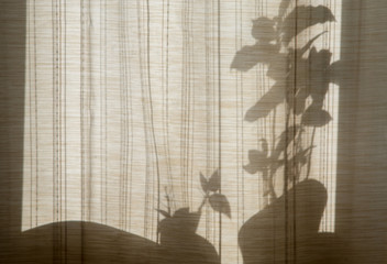 Abstraction, background silhouettes of flowers in a vase. Shadow of objects through the curtains on...