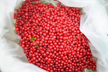 Fresh red currant berries