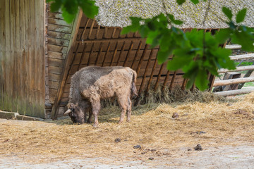Żubry, Zagroda pokazowa, Woliński Park Narodowy, Międzyzdroje © Konrad Kerker