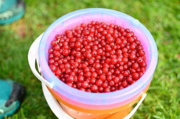 Fresh red currant berries in bucket