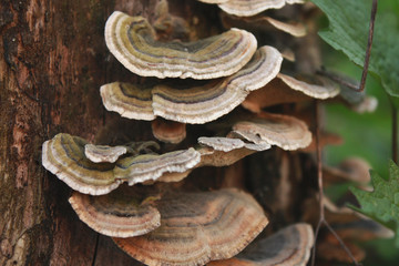 Trametes versicolor polypore mushroom (Turkey tail fungus, Coriolus versicolor or Polyporus versicolor)