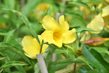 Fototapeta na wymiar Yellow Colored Tecoma Flowers