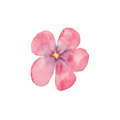 Red clover. Delicate and bright watercolor flower. Hand-drawn watercolor illustration